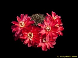 Sulcorebutia steinbachii v. verticillacantha MK2857 2092